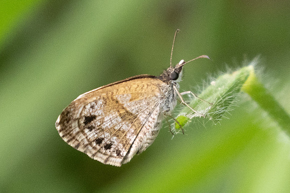 Zopyrion satyrina-0483
