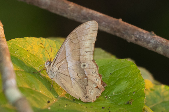 Lethe mekara-0937 - Chiang Dao - 17/03/25