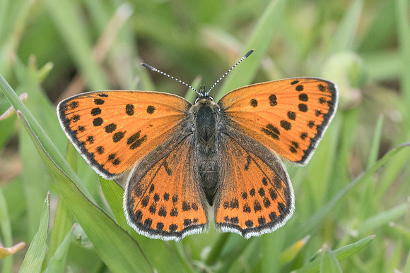 Lycaena thersamon-0502