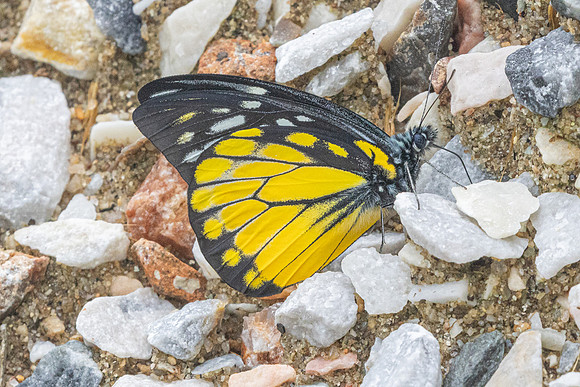 Prioneris thestylis-8893