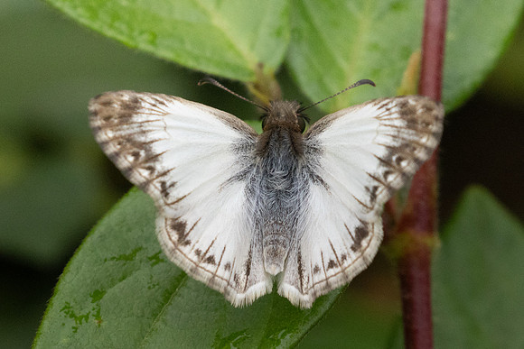 Heliopetes macaira-2689