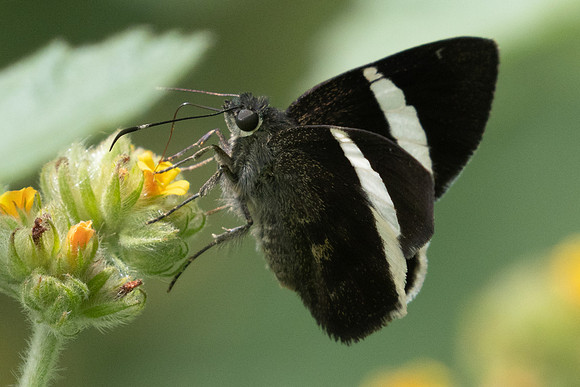 Autochton bipunctatus-3363 - 9/06/24