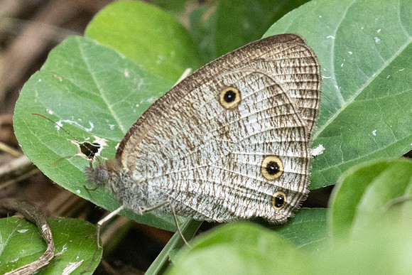Ypthima pandocus-8998