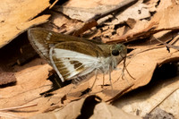 Iton watsonii-2871 - Doi Suthep - 21/03/25