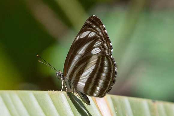 Neptis clinia-8146 - Chiang Dao - 14/11/23