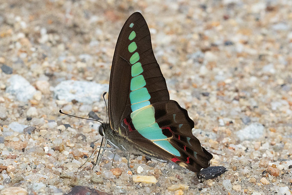 Graphium sarpedon-8286
