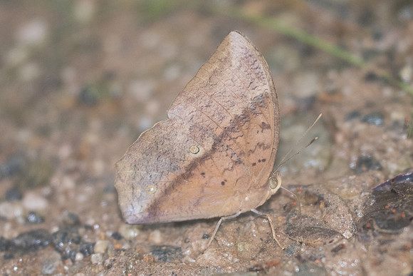 Discophora sondaica zal-2101 - Chiang Dao - 17/11/23