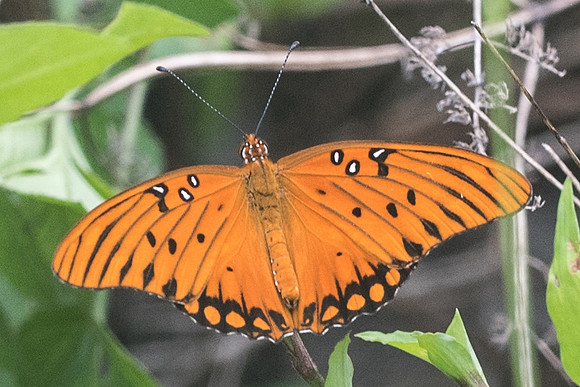 Agraulis vanillae-2791