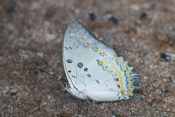 Polyura delphis-3270 - Chiang Dao - 15/11/23