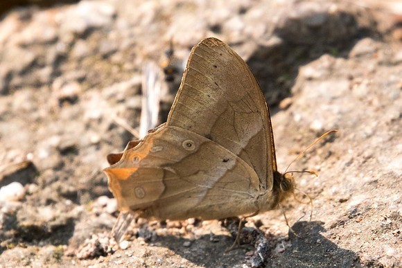 Lethe mekara crijnana-5501 - Doi-Suthep - 9/03/23