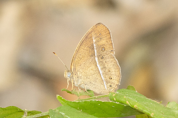 Mycalesis suaveolens-1395
