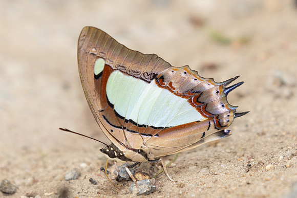 Polyura arja arja-6594
