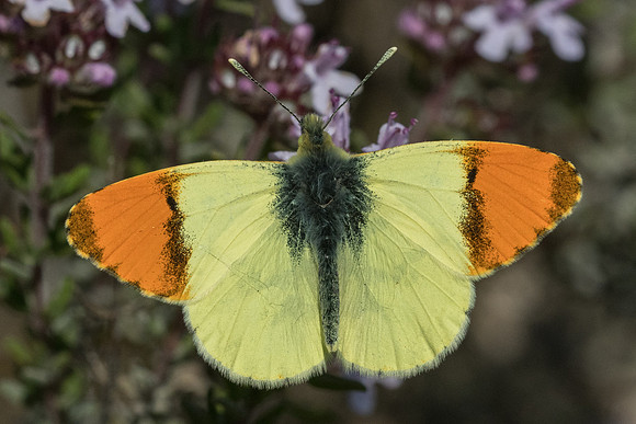 Anthocharis euphenoides ♂-1779 - Belgentier - 18/04/21