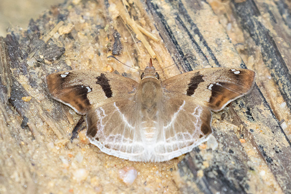 Odontoptilum angulata-9700 - Gopeng, Malaisie, Sungai Geroh - 13/03/25
