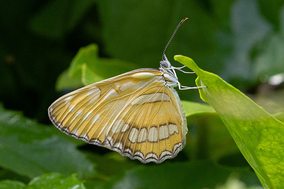 Mestra hersilia-7924
