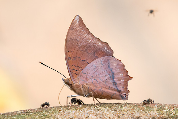 Charaxes bernardus-2759 - Chiang Dao - 11/03/23