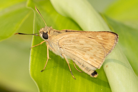 Onryza siamica-2093- Chiang Dao - 19/03/25