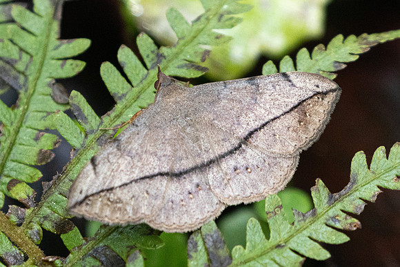 Anticarsia gemmatalis-5715