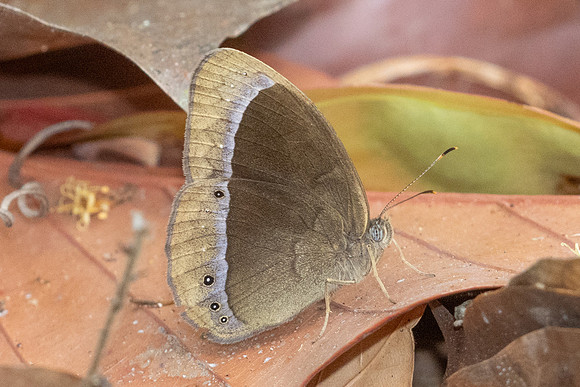 Mycalesis adamsoni-0349 - Chiang Dao - 16/03/24