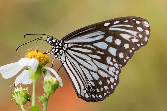 Parantica aglea-6627 - Krabi - 25/11/23