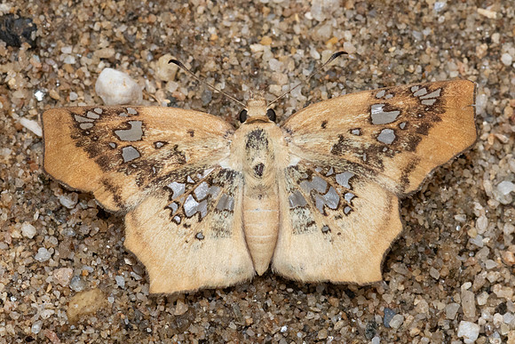 Ctenoptilum vasava vasava-3886 - Chiang Dao - 19/03/24