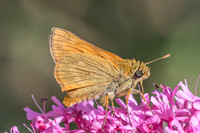 Ochlodes sylvanus-516 - Rimplas - 26/06/21