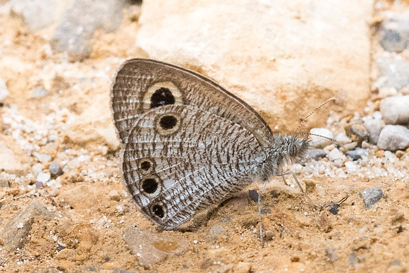 Ypthima huebneri-6597 - Krabi - 25/11/23