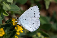 Celastrina argiolus ♀-2193