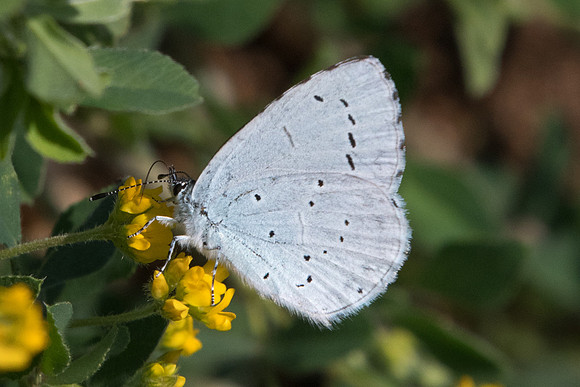Celastrina argiolus ♀-2193