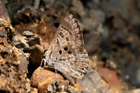 Niphanda asialis-1131 - Chiang Dao - 17/03/25