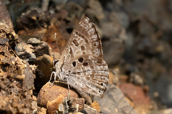 Niphanda asialis-1131 - Chiang Dao - 17/03/25