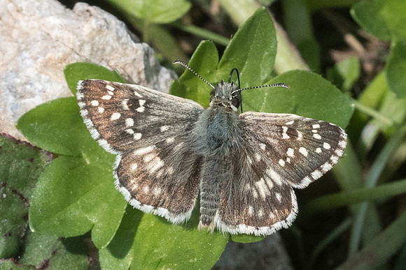 Pyrgus armoricanus-7007