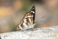 Athyma pravara-4822