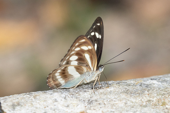 Athyma pravara-4822