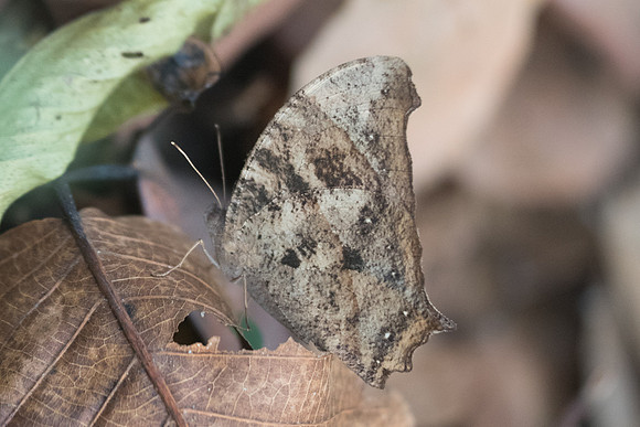 Melanitis leda-1722 Doi-Suthep - 8/03/23