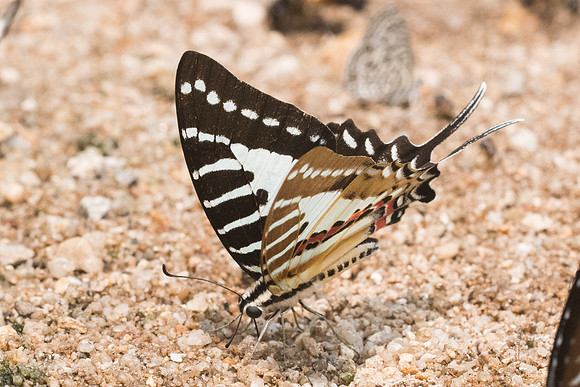 Graphium nomius swinhoei-0842 - Chiang Dao  - 11/03/23