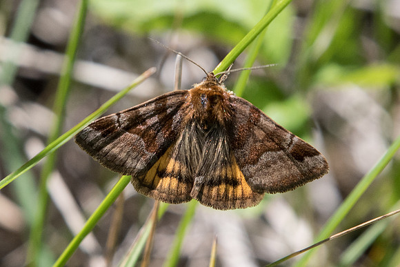Euclidia glyphica