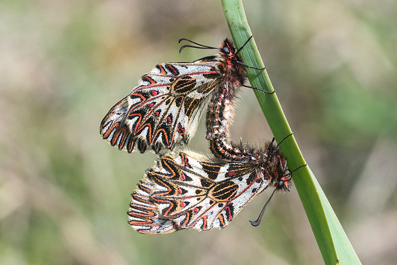 Zerynthia polyxena-6707 Lac Vistonida - 13/04/22