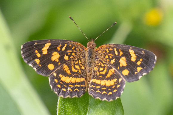 Anthanassa drusilla-9932 - 5/06/24
