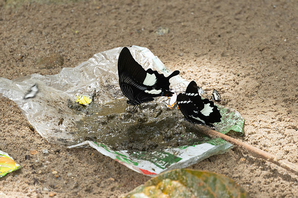 Papilio iswara-0221