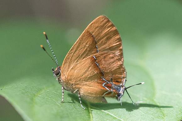 Calycopis demonassa-6219