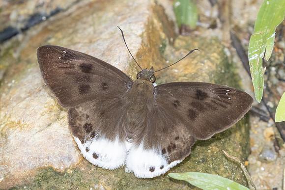Tagiades gana-9760
