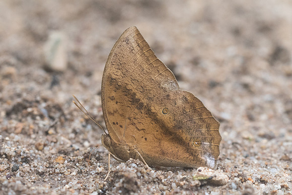 Discophora sondaica zal-2177- Chiang Dao - 17/11/23