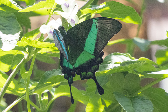 Papilio palinurus-9197