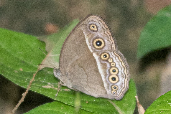 Mycalesis distanti -5287 -Phanom Bencha Mountain - 24/11/23