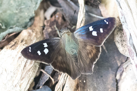 Polygonus manueli ou leo-1