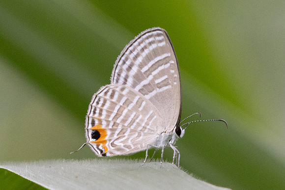 Jamides malaccanus-8586