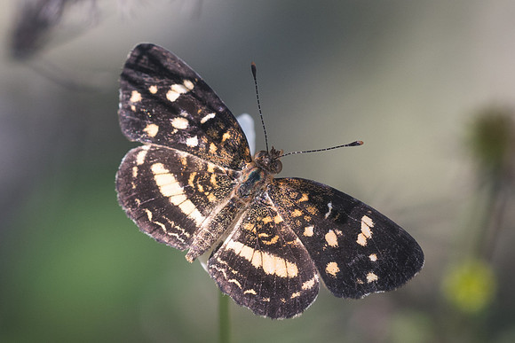 Phyciodes tulcis-3583