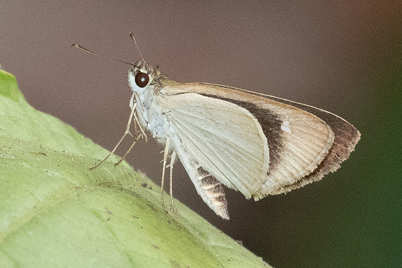 Suada swerga-2989 - Chiang Dao - 19/03/24