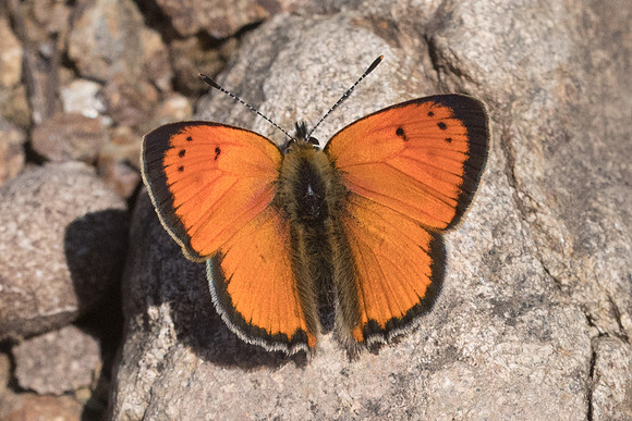 Lycaena ottomana-0886